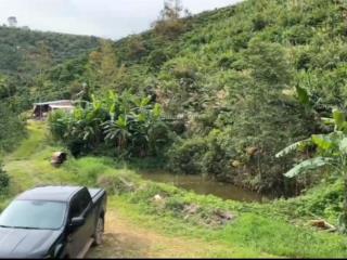 Vườn sầu riêng 1,7ha bảo lâm 3 | 600 cây | mặt tiền 112m | giá bán 2,8 tỷ