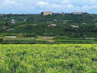 Kẹt tiền trả nợ chủ gửi bán lô đất 1000m2, cắt lỗ chỉ 750 tr tại đức trọng, lâm đồng