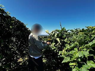 Hàng ngộp giá rẻ 747tr đất full thổ gần đồi chè tâm châu