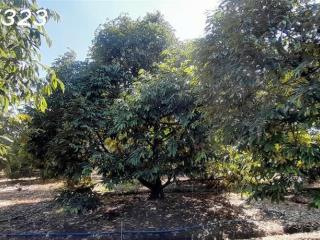 # CHÍNH CHỦ CẦN BÁN: VƯỜN SẦU RIÊNG MUSANG KING ĐANG THU HOẠCH – BẾN CẦU, TÂY NINH