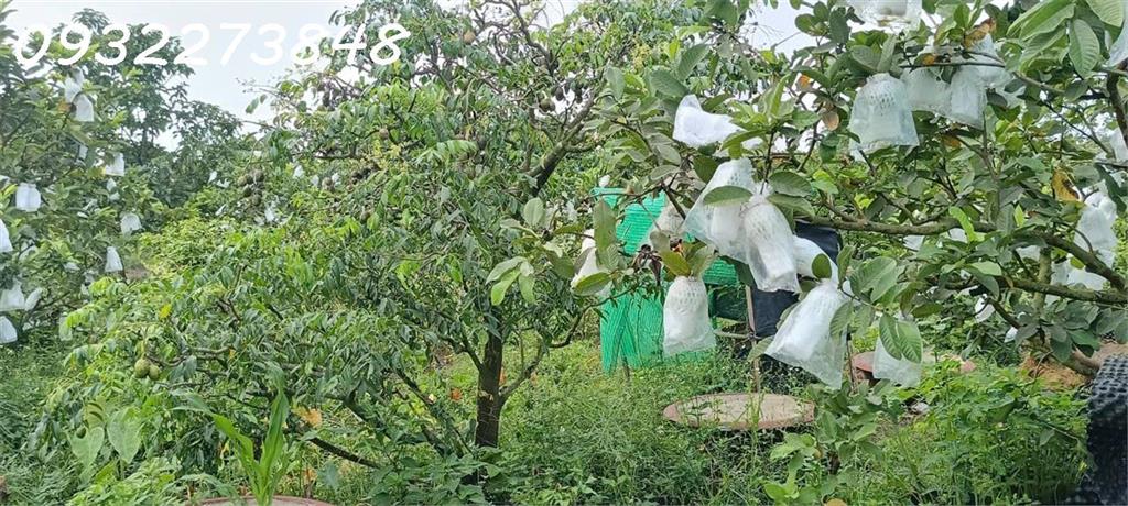 Chính chủ cần bán đất tại ấp Sa Cá, xã Bình An, Long Thành, Đồng Nai