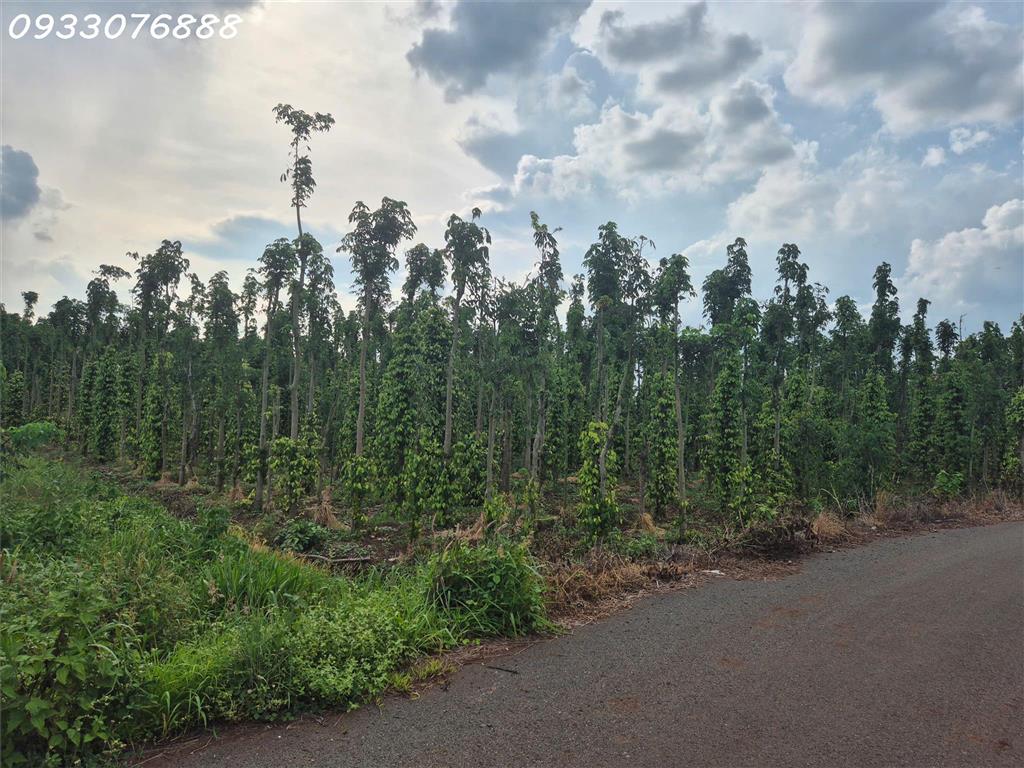 Bán đất tại Bình Trung, Châu Đức, Bà Rịa Vũng Tàu, DT 1.000m2, giá đầu tư