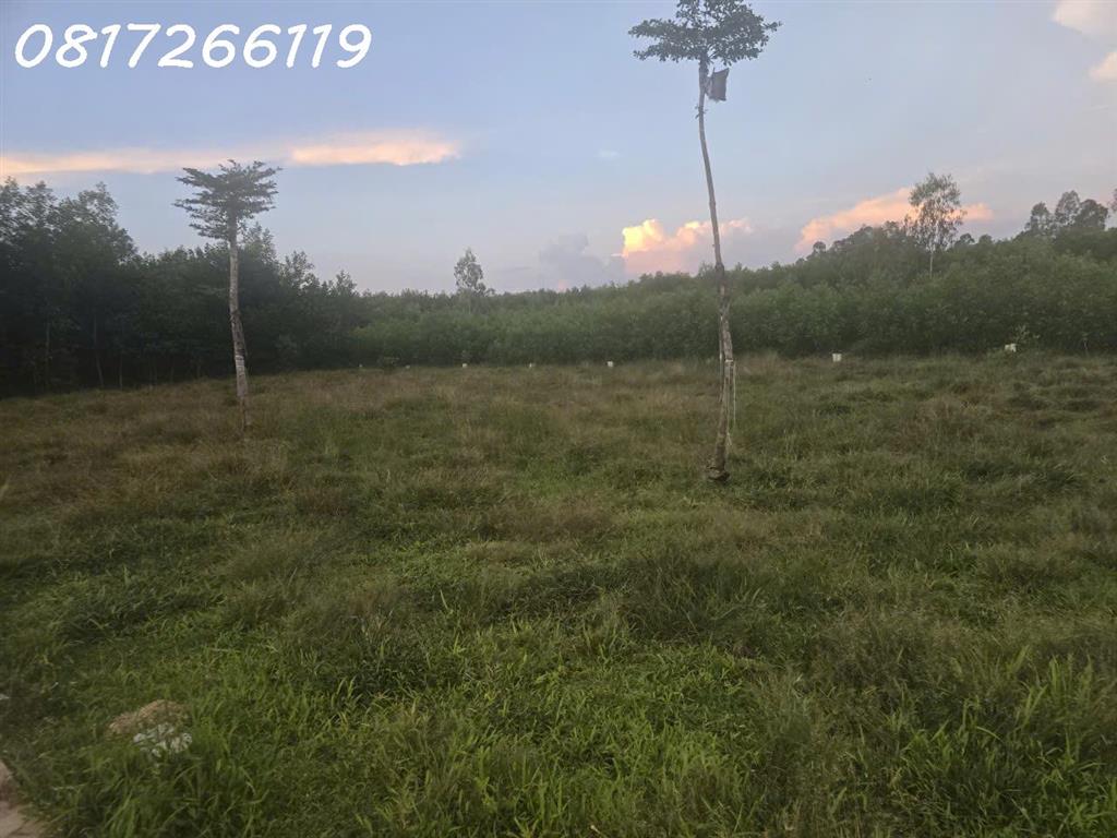 Cần bán nhanh lô đất đẹp xã Thọ Phong, Tỉnh Quảng Ngãi, 123,9m2, 1,080 tỉ