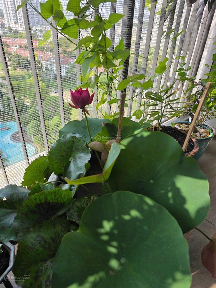 Bán căn hộ vị trí hiếm, nhà đẹp có gu, view nội khu thoáng đẹp, tặng ô xe  saigon south residences
