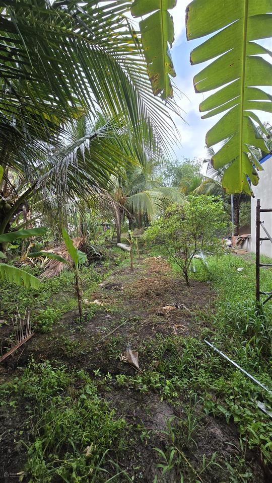 Bán gấp đất 279,4m²  ấp phú xuân, xã phú mỹ, tân phước, tiền giang