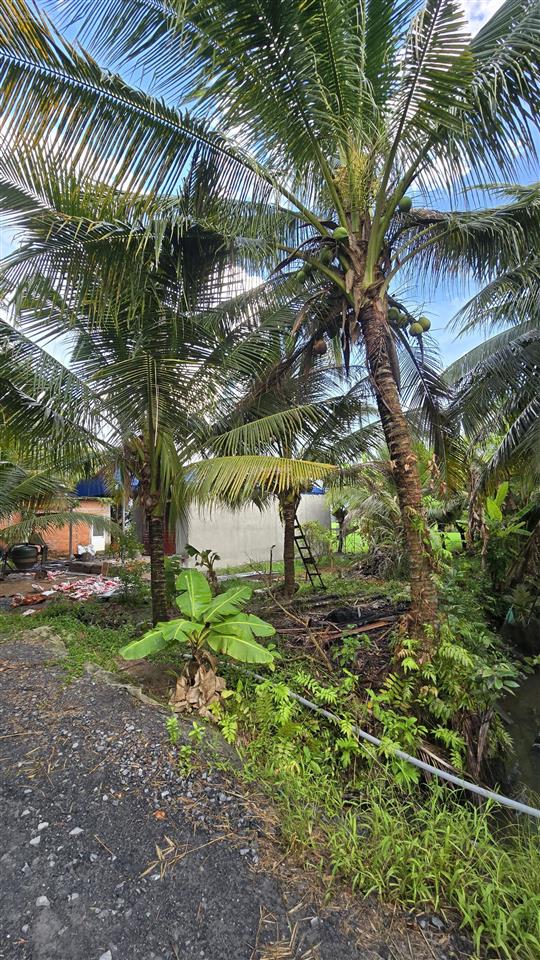 Bán gấp đất 279,4m²  ấp phú xuân, xã phú mỹ, tân phước, tiền giang