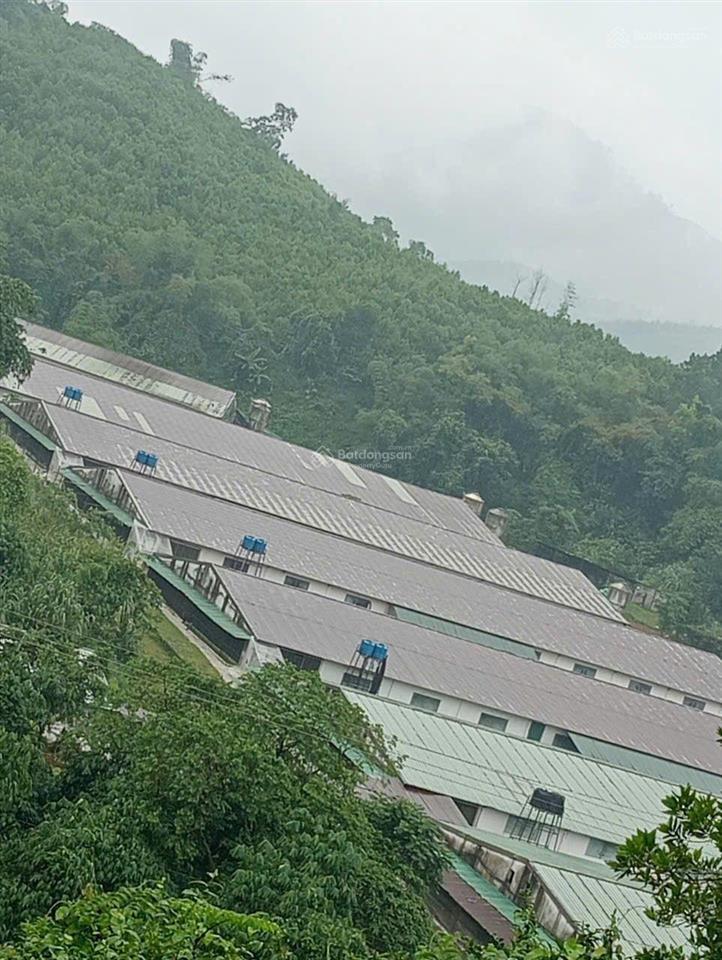 Bán gấp trang trại lợn nái sẵn hoạt động dòng tiền tốt tại lương sơn, hòa bình