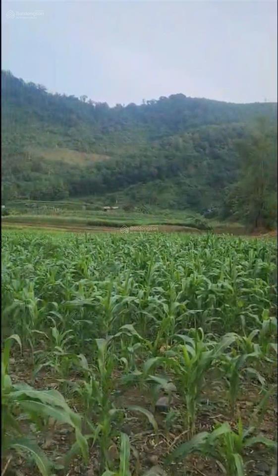 1,5ha đất 2 ao nước mạch + suối chảy dọc đất giá nhỉnh 5 tỷ tại liên sơn  lương sơn  hòa bình