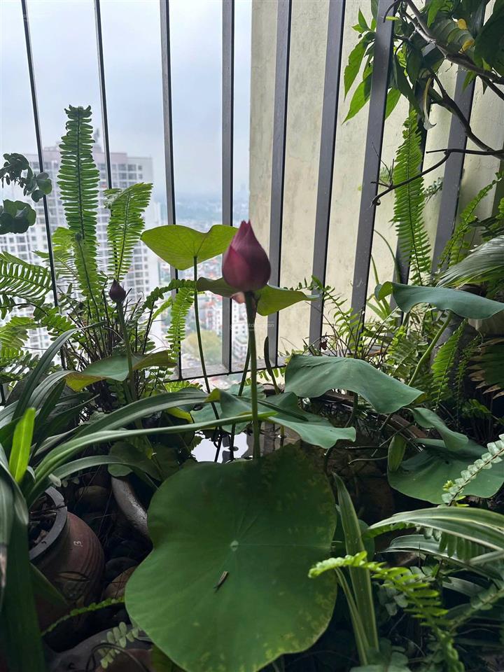 Cần tiền bán nhanh! chung cư the pride 70m2, 2 ngủ, 2 vs chỉ 4.xx tỷ