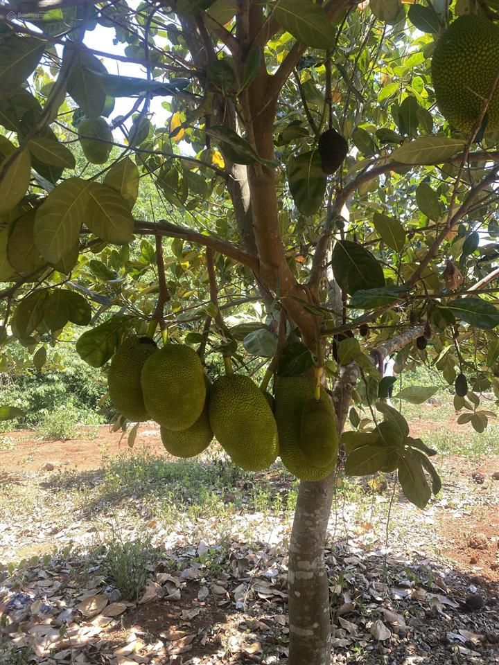 Nhận đặt cọc 20 nền full thổ cư khu dân cư tân hiệp cách sân bay long thành 7km