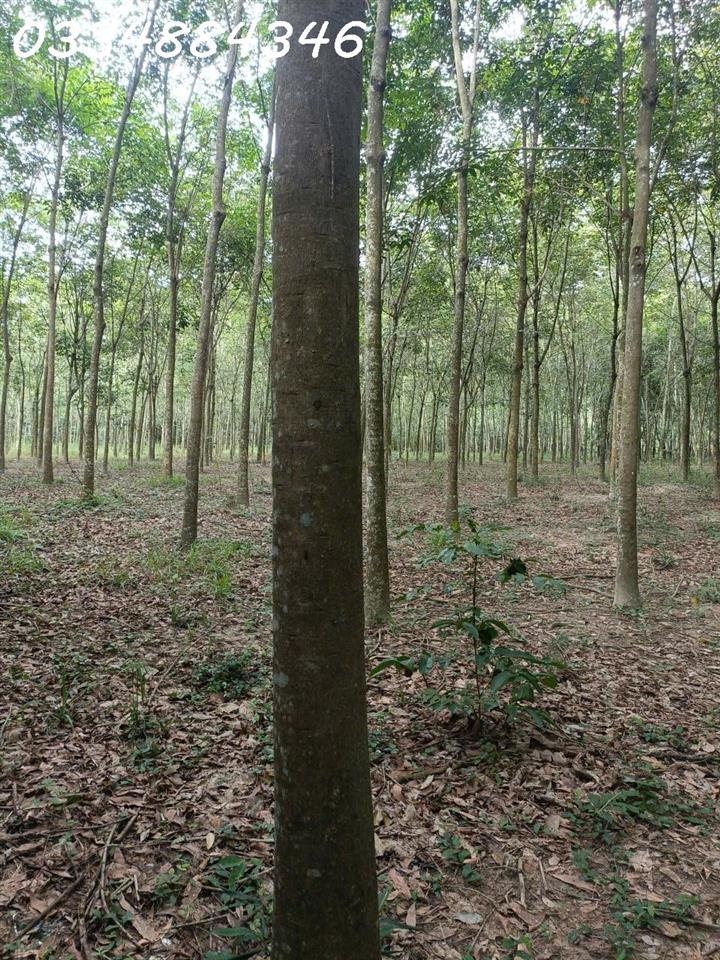 Bán Đất 19500m2 giá 19.5 tỷ tại - Chọn - Xã Bình Mỹ Huyện Bắc Tân Uyên Bình Dương