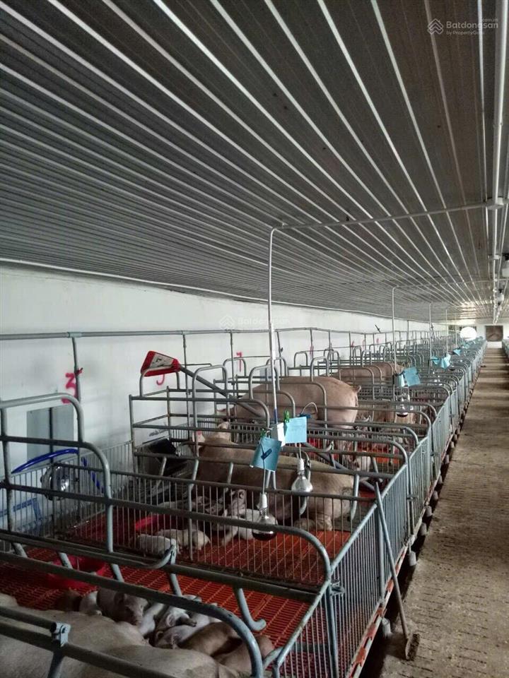 Bán trại heo 1200 nái, diện tích 9,6ha tại tân thắng, hàm tân, bình thuận đường xe tải vào tận nơi