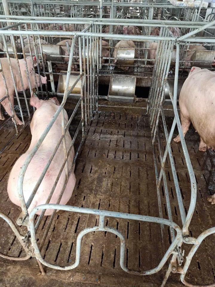 Bán trại heo 1200 nái, diện tích 9,6ha tại tân thắng, hàm tân, bình thuận đường xe tải vào tận nơi
