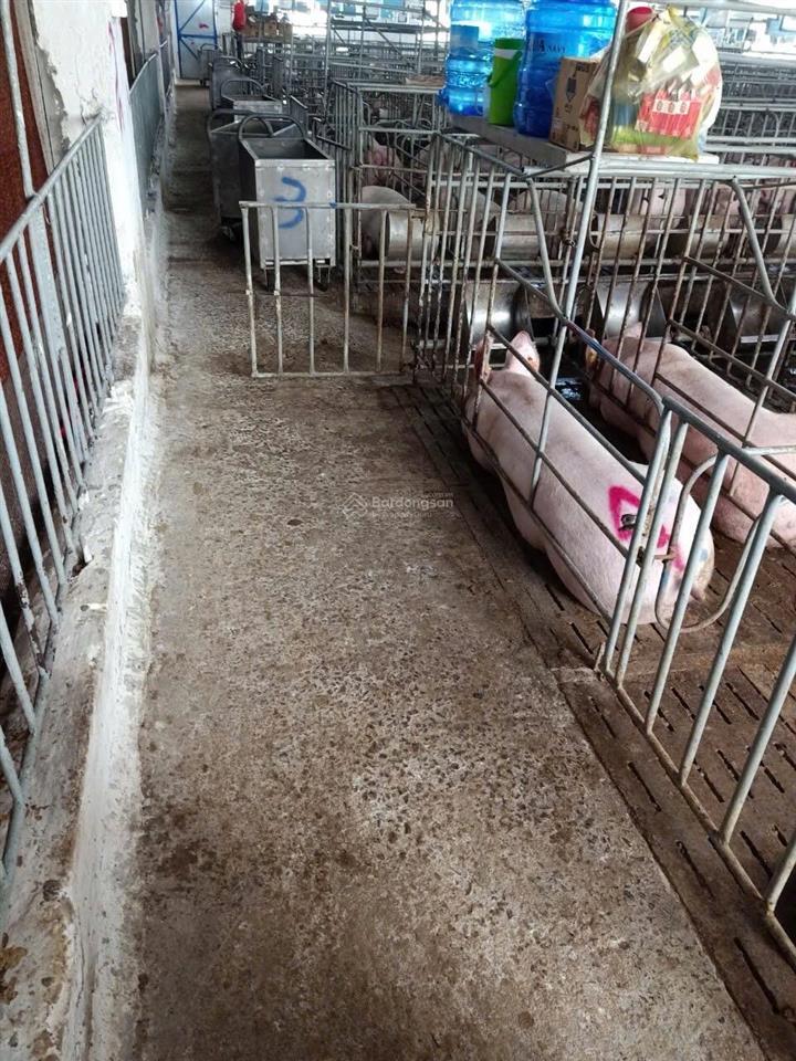 Bán trại heo 1200 nái, diện tích 9,6ha tại tân thắng, hàm tân, bình thuận đường xe tải vào tận nơi