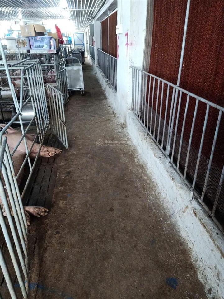 Bán trại heo 1200 nái, diện tích 9,6ha tại tân thắng, hàm tân, bình thuận đường xe tải vào tận nơi
