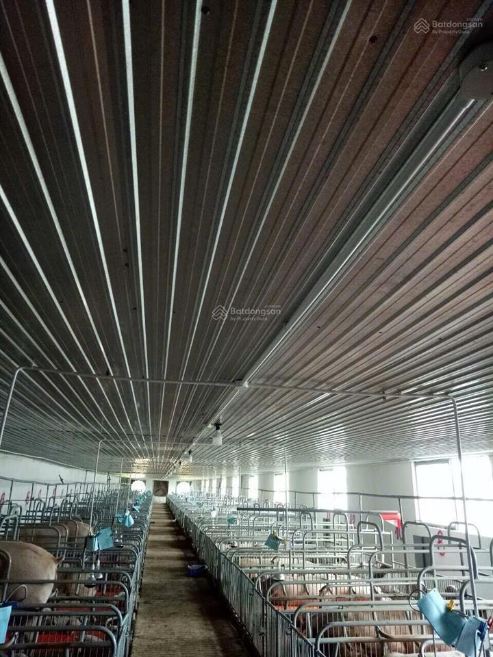 Bán trại heo 1200 nái, diện tích 9,6ha tại tân thắng, hàm tân, bình thuận đường xe tải vào tận nơi
