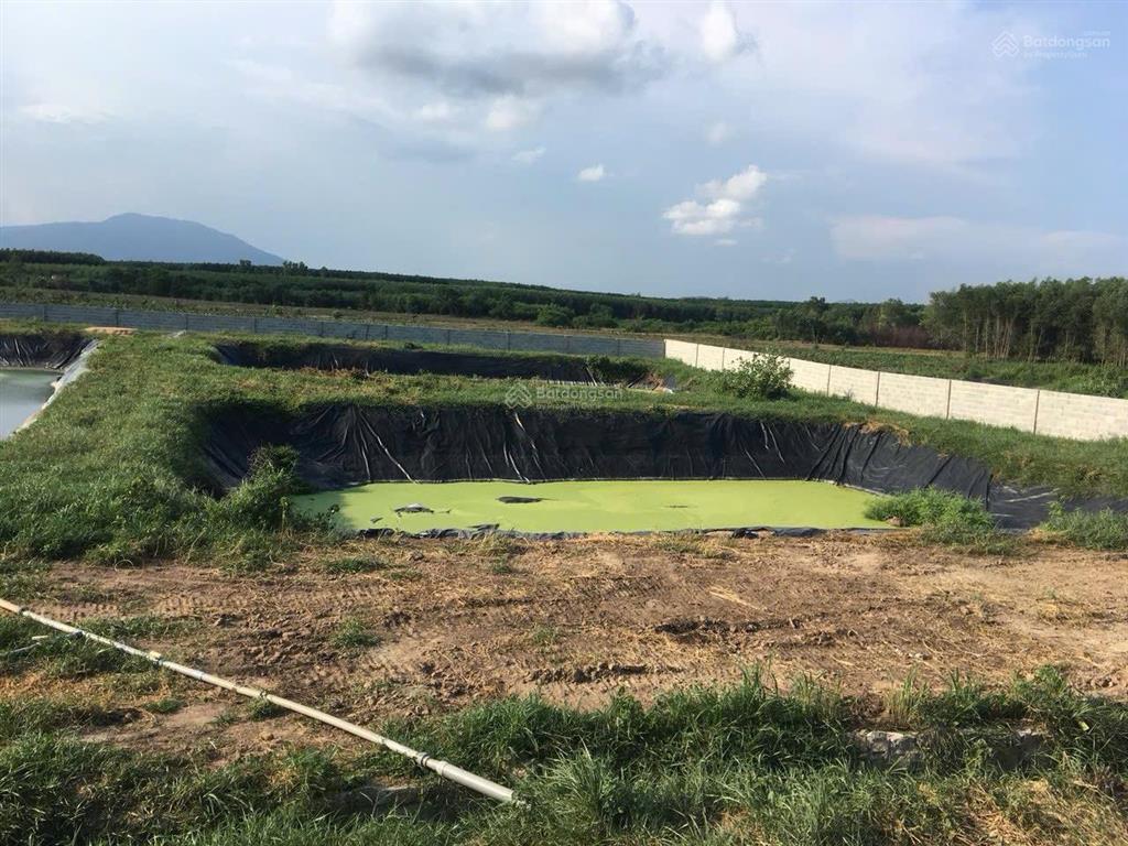 Bán trại heo 1200 nái, diện tích 9,6ha tại tân thắng, hàm tân, bình thuận đường xe tải vào tận nơi