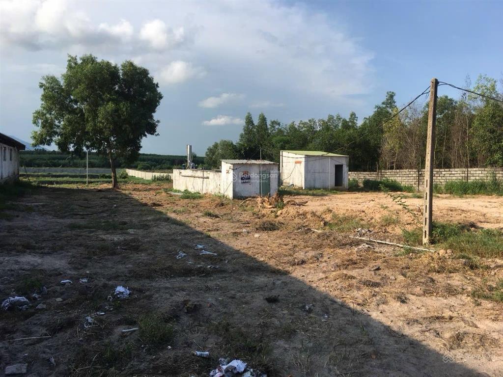 Bán trại heo 1200 nái, diện tích 9,6ha tại tân thắng, hàm tân, bình thuận đường xe tải vào tận nơi