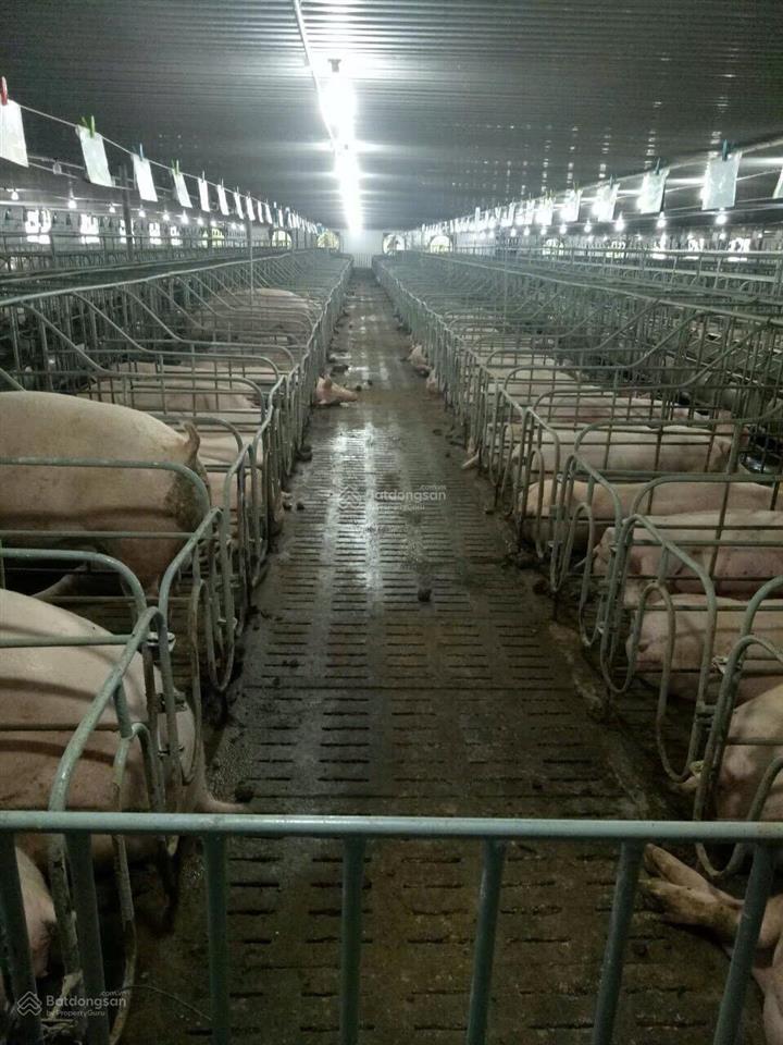 Bán trại heo 1200 nái, diện tích 9,6ha tại tân thắng, hàm tân, bình thuận đường xe tải vào tận nơi