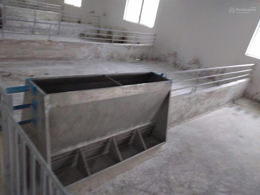 Bán trại heo 1200 nái, diện tích 9,6ha tại tân thắng, hàm tân, bình thuận đường xe tải vào tận nơi