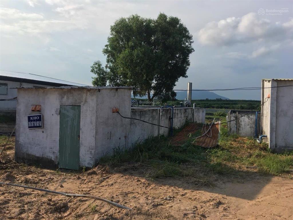 Bán trại heo 1200 nái, diện tích 9,6ha tại tân thắng, hàm tân, bình thuận đường xe tải vào tận nơi