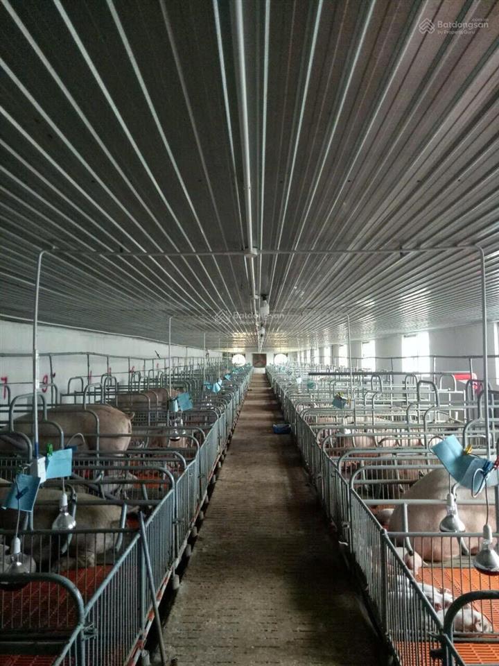 Bán trại heo 1200 nái, diện tích 9,6ha tại tân thắng, hàm tân, bình thuận đường xe tải vào tận nơi