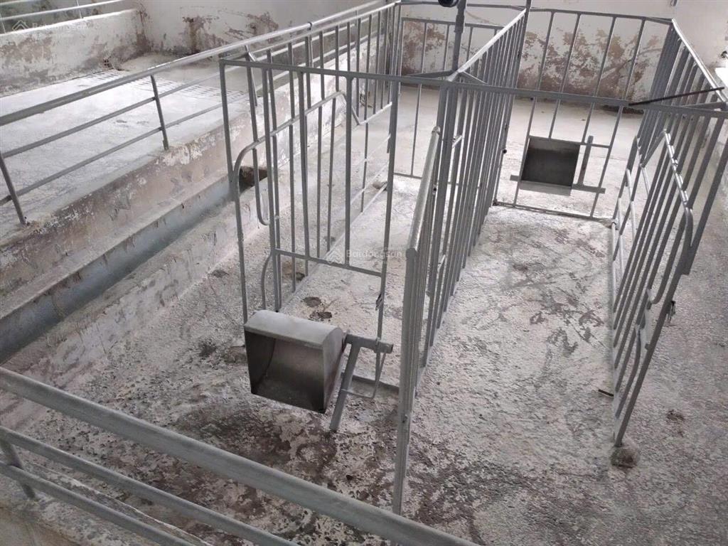Bán trại heo 1200 nái, diện tích 9,6ha tại tân thắng, hàm tân, bình thuận đường xe tải vào tận nơi