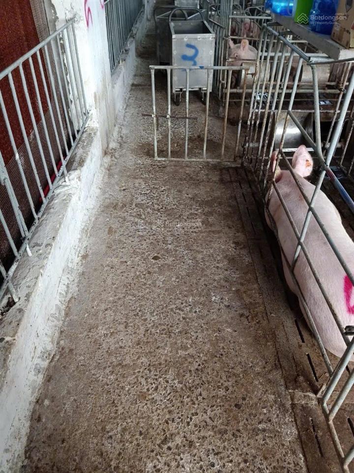 Bán trại heo 1200 nái, diện tích 9,6ha tại tân thắng, hàm tân, bình thuận đường xe tải vào tận nơi