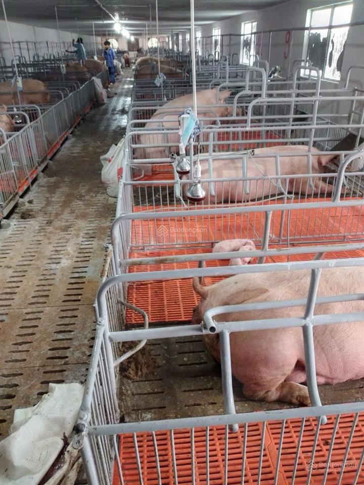 Bán trại heo 1200 nái, diện tích 9,6ha tại tân thắng, hàm tân, bình thuận đường xe tải vào tận nơi