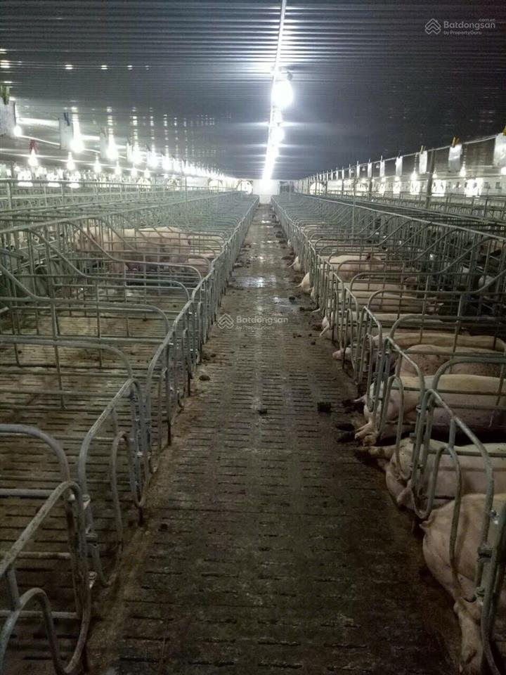 Bán trại heo 1200 nái, diện tích 9,6ha tại tân thắng, hàm tân, bình thuận đường xe tải vào tận nơi