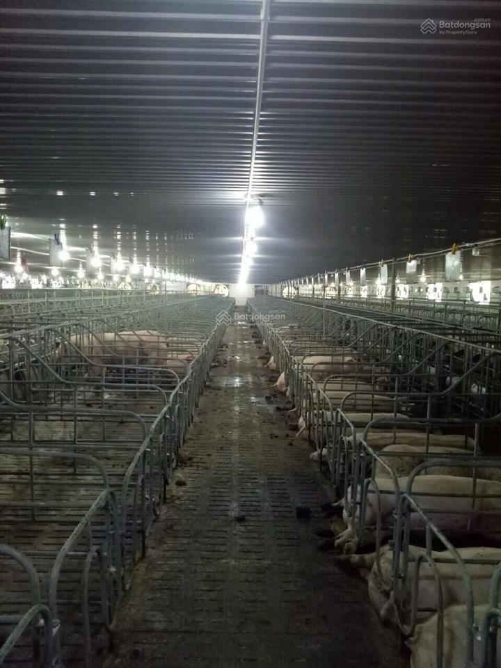 Bán trại heo 1200 nái, diện tích 9,6ha tại tân thắng, hàm tân, bình thuận đường xe tải vào tận nơi