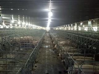 Bán trại heo 1200 nái, diện tích 9,6ha tại tân thắng, hàm tân, bình thuận đường xe tải vào tận nơi