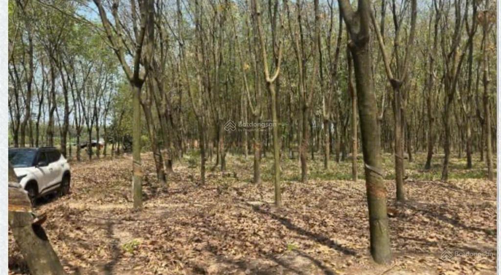 Bán đất 10.000m2 tại đối diện cổng biwase, giá 18,6 tỷ, view đẹp uy tín