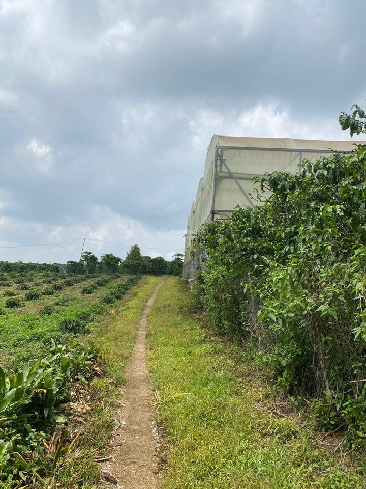 Biệt thự nhà vườn 2800m2 ngay tt lộc thắng, đường đôi mới làm