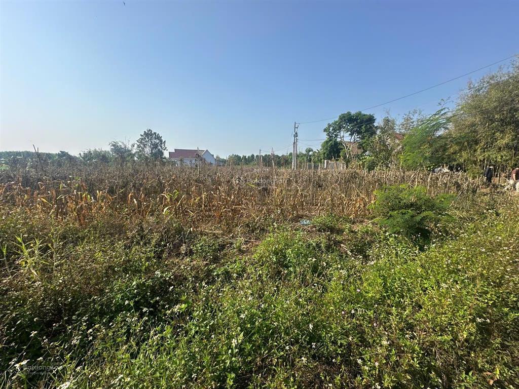 1.700m2 đất tại sông ray, cẩm mỹ  300m2 thổ cư  1.5t