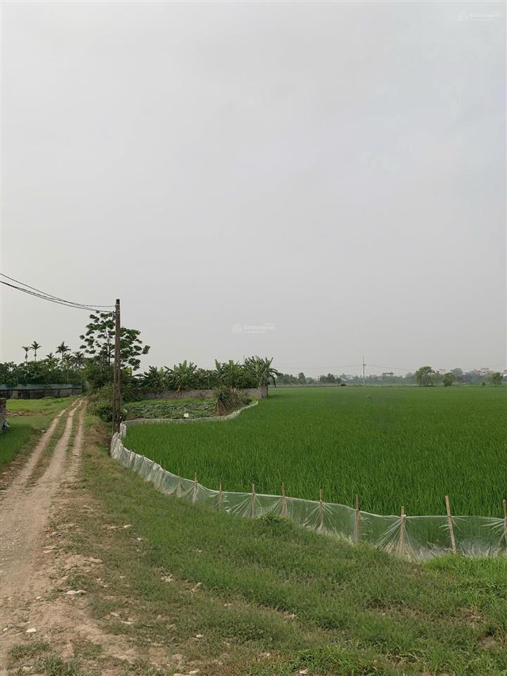 Bán đất nông nghiệp (qh đất ở) thường tín hà nội