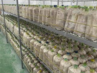 BÁN ĐẤ-  TẶNG XƯỞNG NẤM - PIN NĂNG LƯỢNG MẶT TRỜI MẶT TIỀN KINH DOANH - TẠI CỦ CHI -