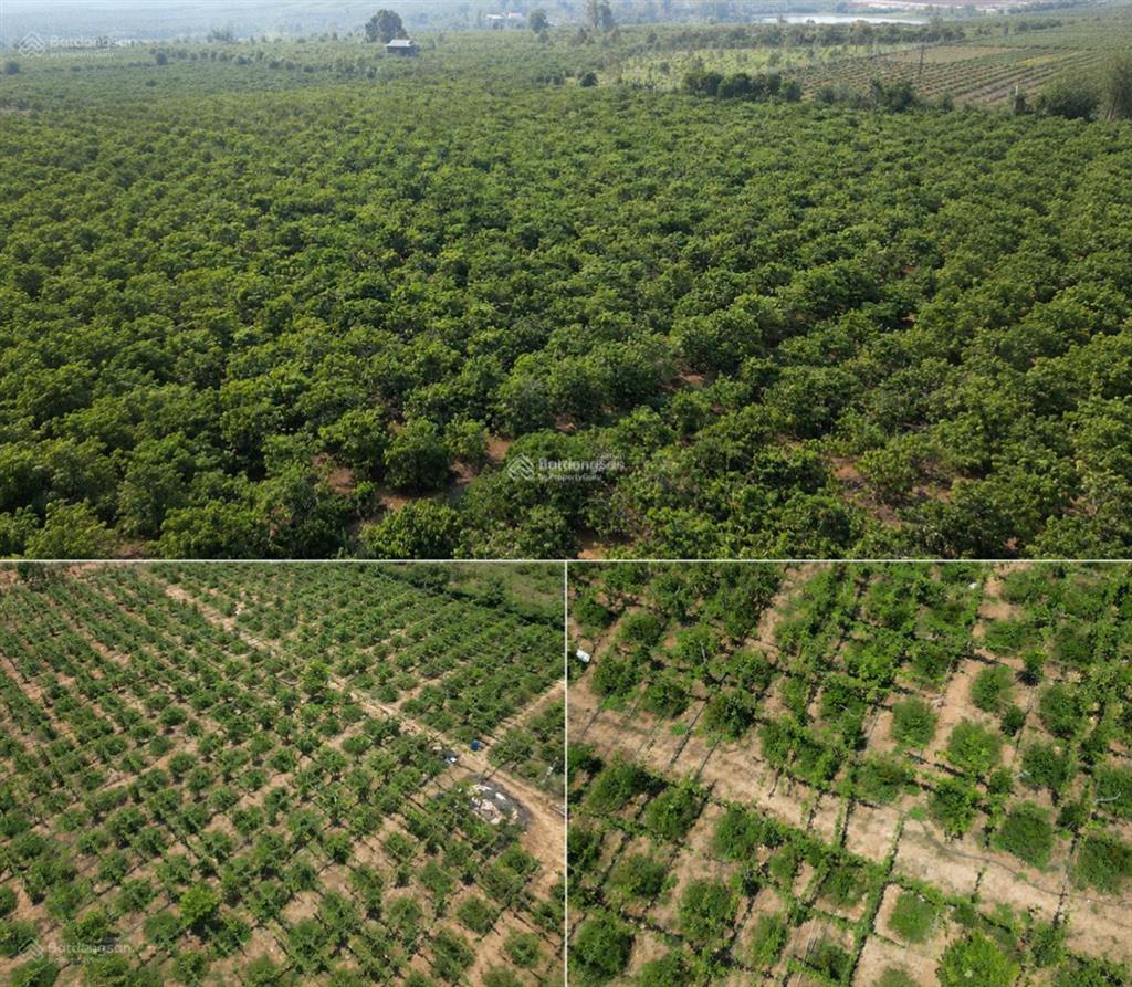Bán đất nông nghiệp chuyển đổi số 1086m2 tại chư don, chư pưh, gia lai, giá tốt 217,2 triệu vnd