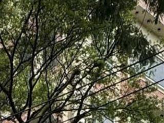 Căn góc 2mt, 297m2 đất đường nguyễn văn linh, p. tân thuận tây, q7