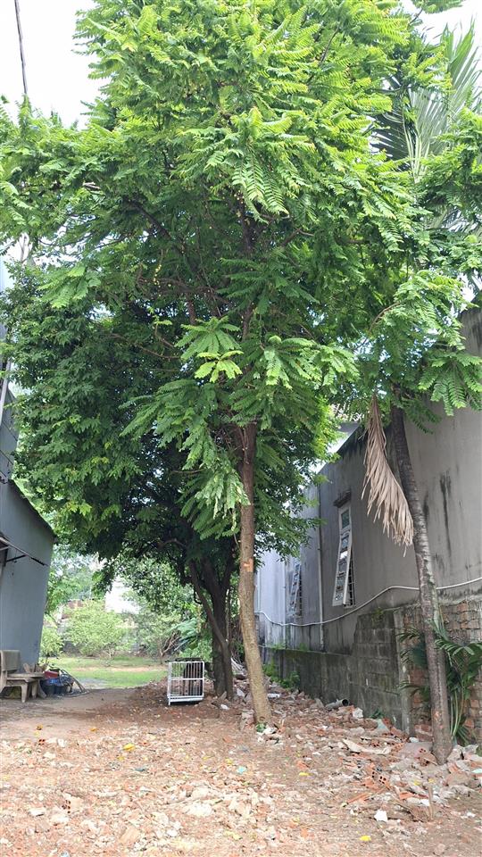 Chính chủ cho thuê đất mặt tiền nguyễn an ninh, dĩ an