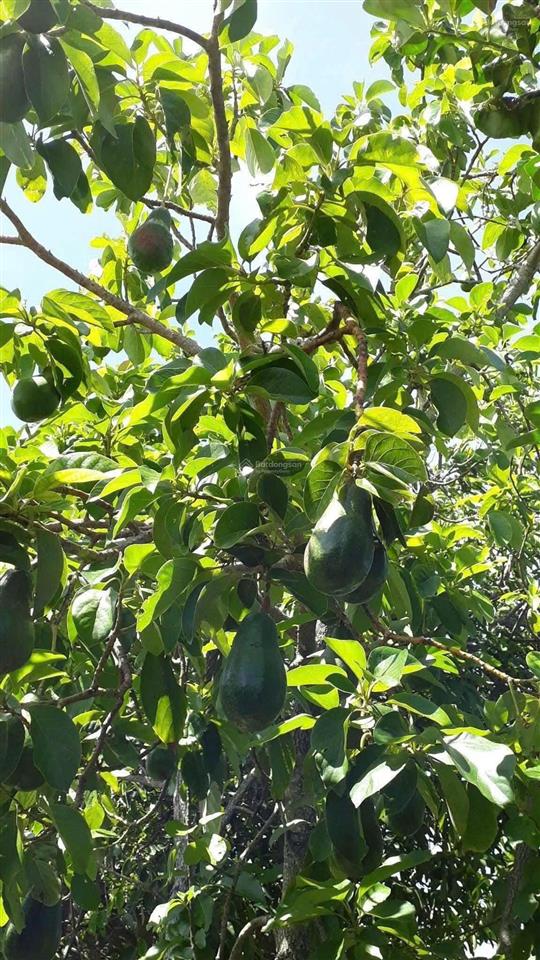 Chủ cần thanh lý gấp căn nhà vườn 1000m2, gía 220 triệu, năm ngay ngã 4 chơn thành, sổ sẵn