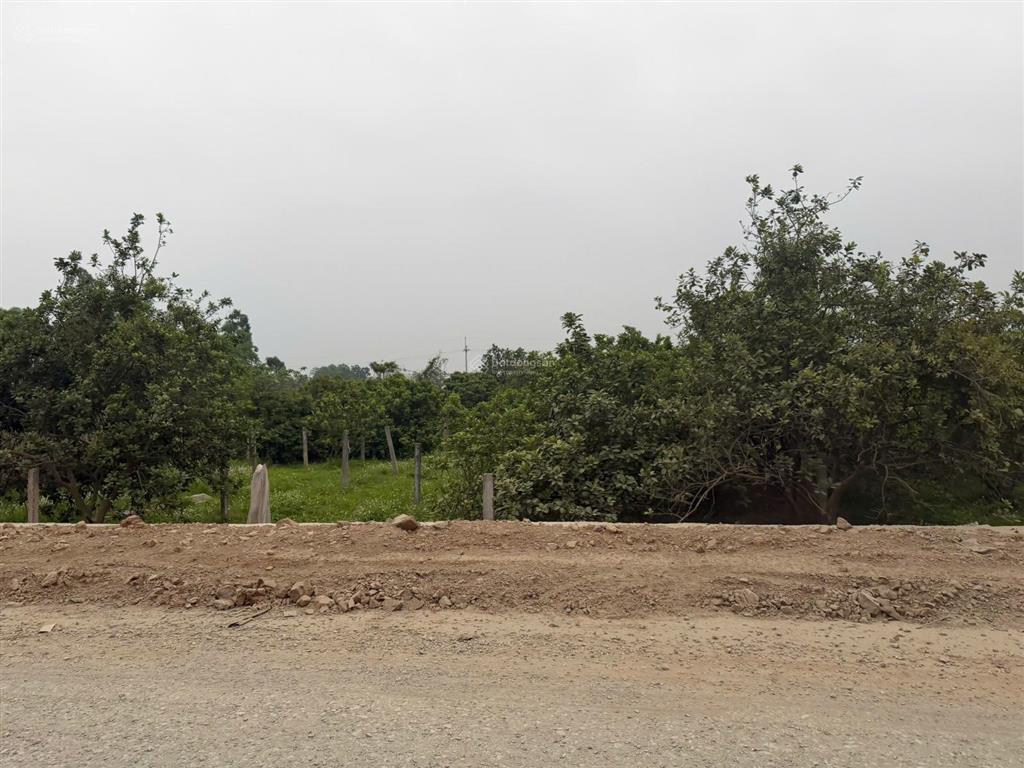 Cần bán mảnh vườn sổ đỏ chính chủ đang trồng cây ăn trái tại phúc thọ, 970m2 giá nhỉnh 1 tỷ