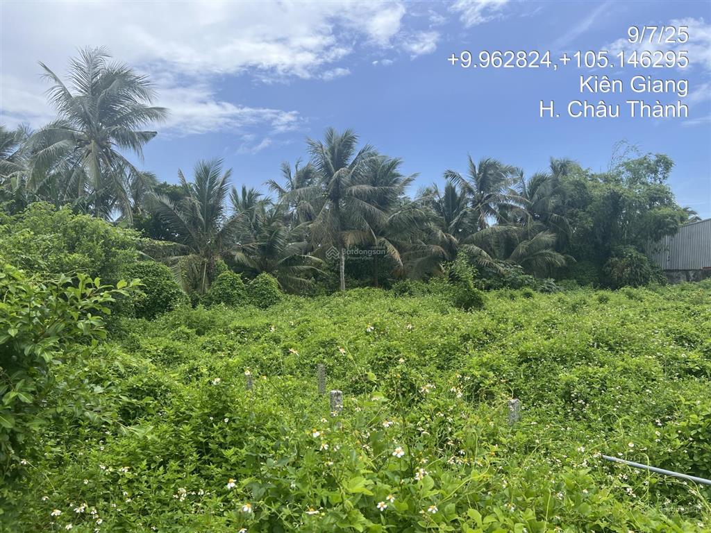 Lô đất 1.421m2 mặt tiền lộ giục tượng, xã giục tượng, châu thành, kiên giang giá chỉ 2.458 tỷ đồng