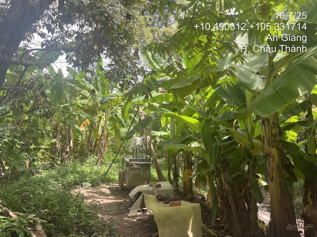 Chính chủ bán lô đất 606.4m2 full thổ tại an hoà, châu thành, an giang chưa đến 1.118 tỷ