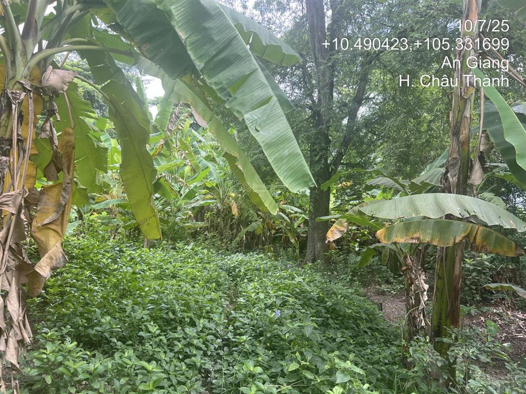 Chính chủ bán lô đất 606.4m2 full thổ tại an hoà, châu thành, an giang chưa đến 1.118 tỷ