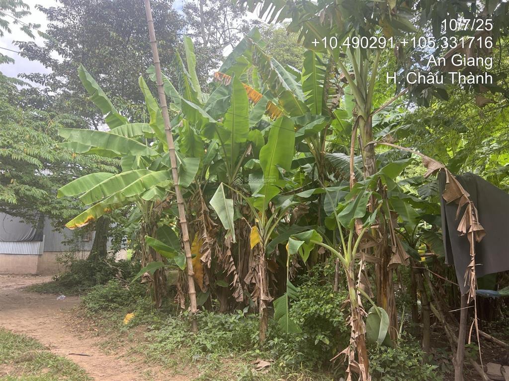 Chính chủ bán lô đất 606.4m2 full thổ tại an hoà, châu thành, an giang chưa đến 1.118 tỷ