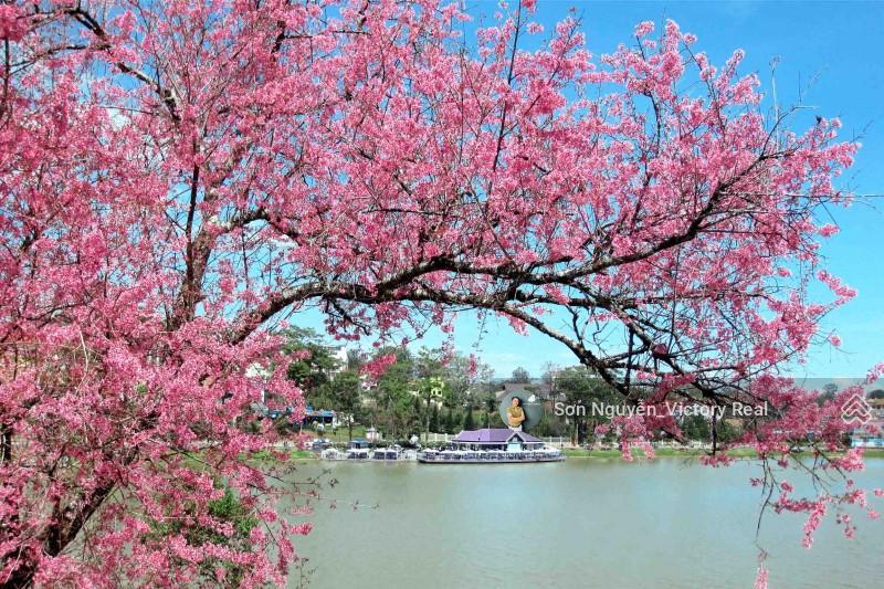 Bán nhà riêng tại lý nam đế, phường 8, đà lạt, lâm đồng, giá tốt chỉ với 13 tỷ vnd, 222.6 m2
