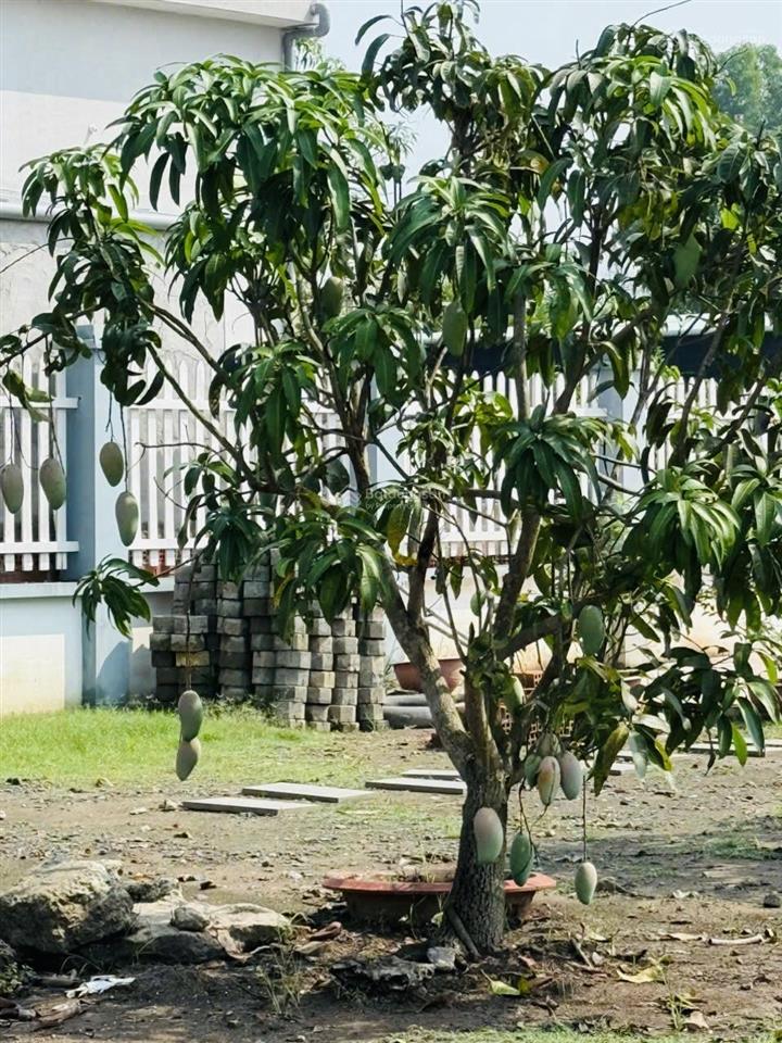 8,6 tỷ bán nhà vườn 2076m2 tân quý tây, bình chánh, tphcm