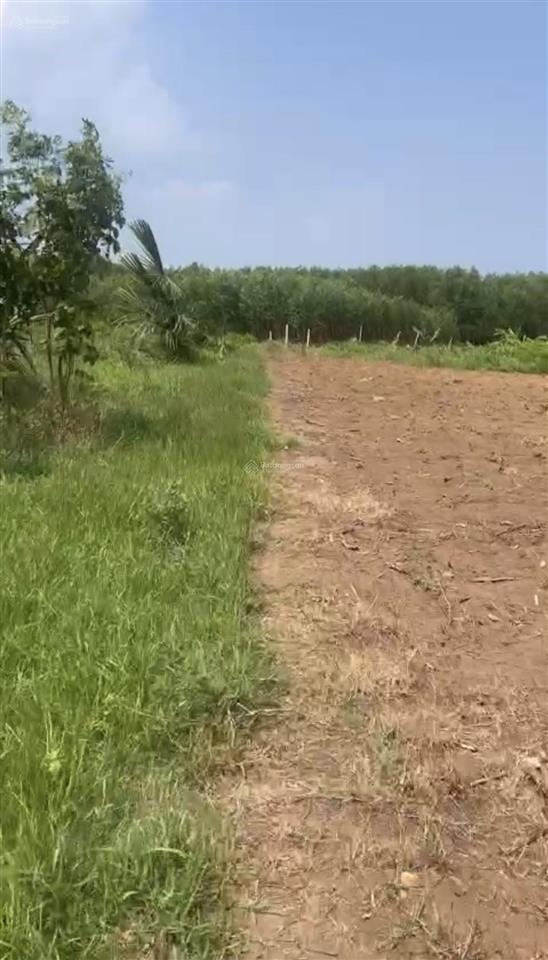 Đất 1.800m2 xã đất đỏ bà rịa cách bánh canh long hương 15km
