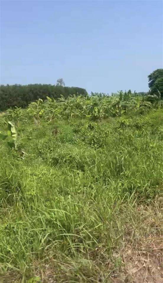 Đất 1.800m2 xã đất đỏ bà rịa cách bánh canh long hương 15km